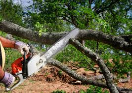 Leaf Removal in Sandy Hook, CT